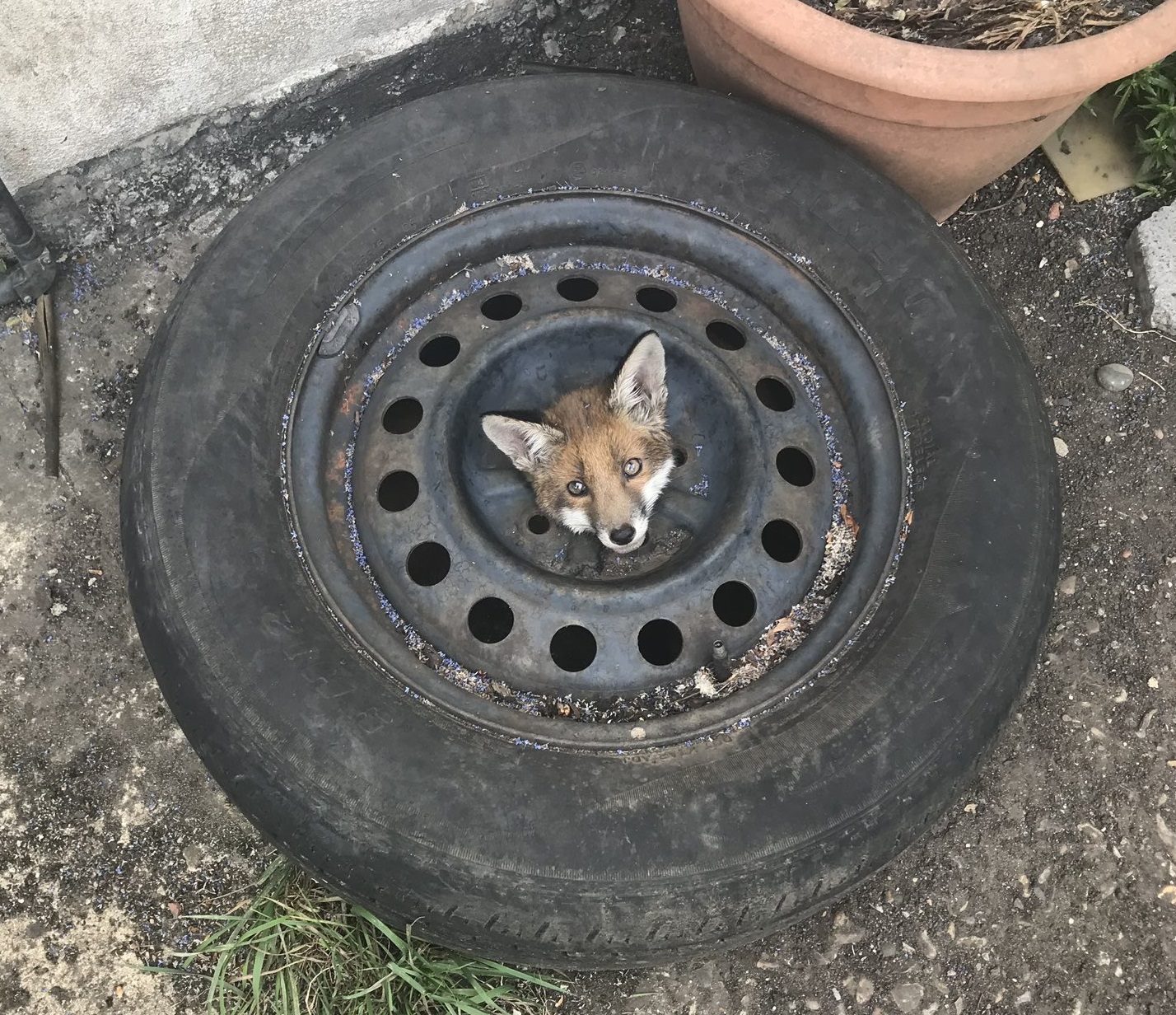 Fox cub rescued after getting head stuck in wheel - Haringey Community ...