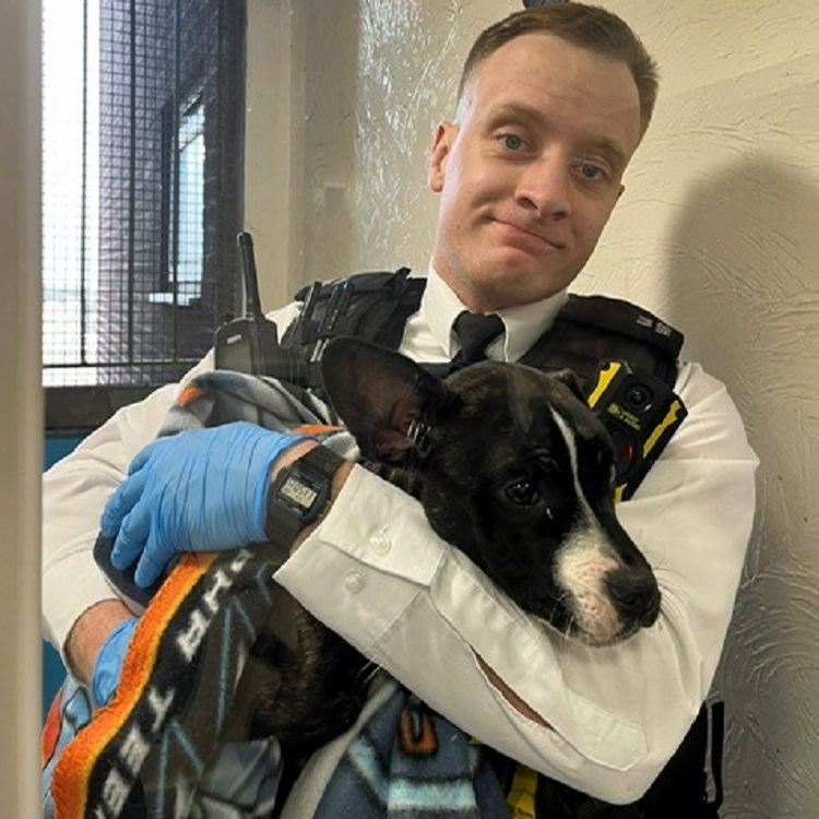 Rescued dog enjoying 'new lease of life' - Haringey Community Press