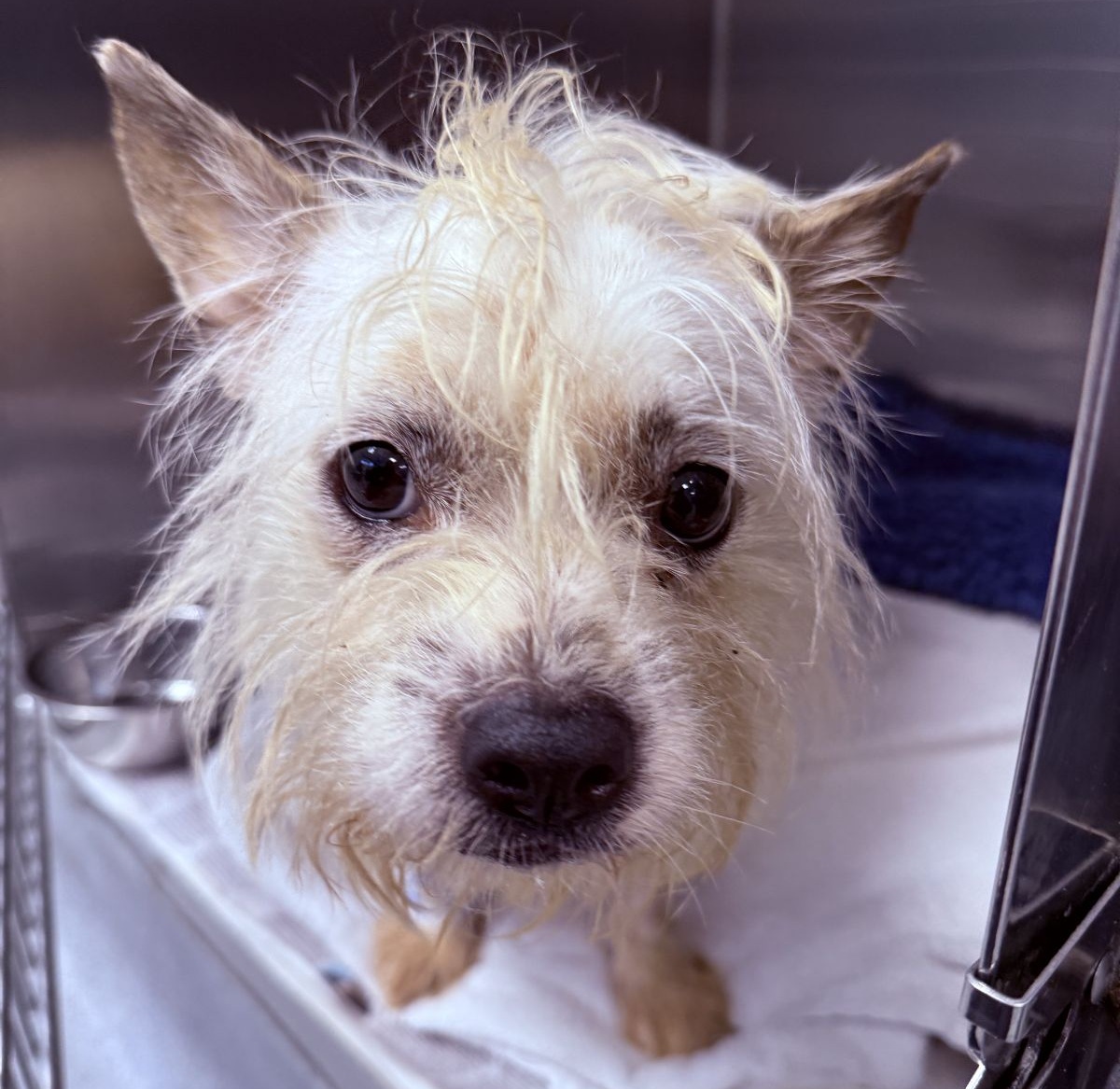 RSPCA appeals for information after dog dumped in bag - Haringey ...